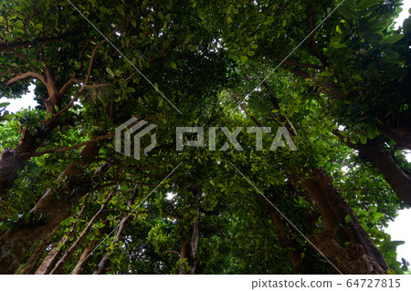 Okinawa Prefecture Bise Fukugi lined tree Okinawa Prefecture Bise Fukugi lined tree 64727815