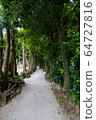 Okinawa Prefecture Bise Fukugi lined tree 64727816