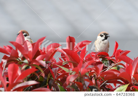 Sparrow Sparrow 64728368