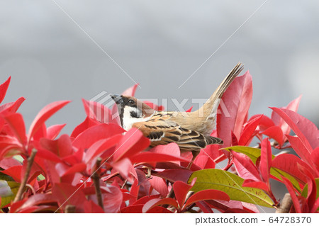 麻雀 麻雀 64728370