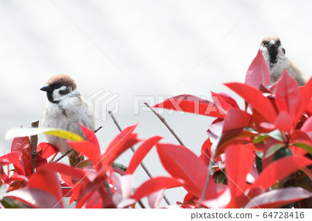 麻雀 麻雀 64728416