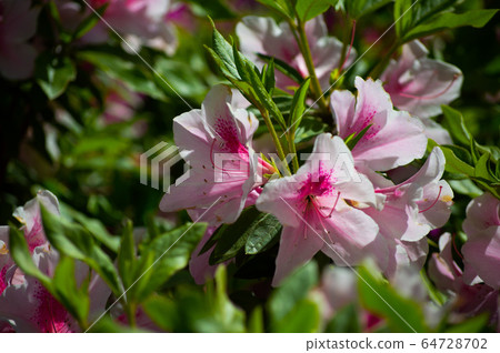 Azalea full bloom Azalea full bloom 64728702