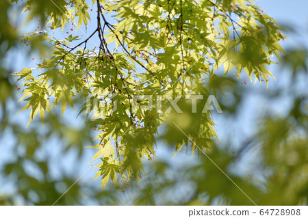藍天和藍色秋葉 藍天和藍色秋葉 64728908