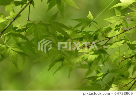 藍葉 藍葉 64728909