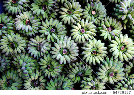 Many bunch of bananas in green bulk in heap on floor outside agriculture product barn 64729137