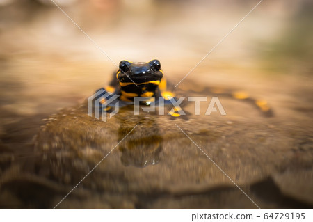 Little fire salamander peeking out from water and looking with big dark eyes from front view Little fire salamander peeking out from water and looking with big dark eyes from front view 64729195