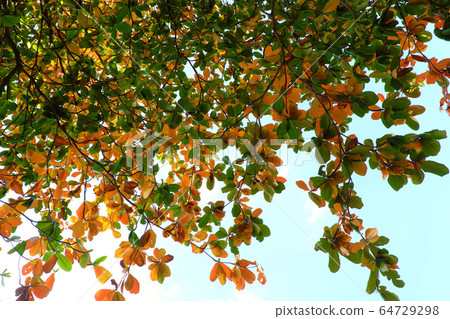 Bottom view branch of Terminalia catappa with red leaf change by wintertime, Ho chi Minh city, Vietnam 64729298