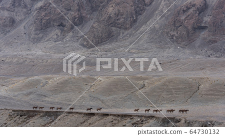 Wakhan Corridor Horses Murghab 64730132