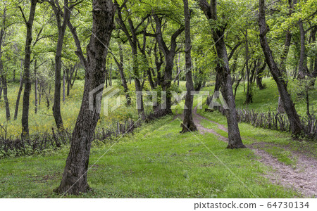Walnut Forest Arslanbob Kyrgyzstan 64730134