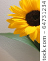 sunflower	 64731234