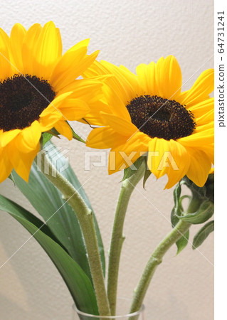 sunflower	 sunflower	 64731241