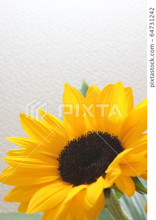 sunflower	 sunflower	 64731242
