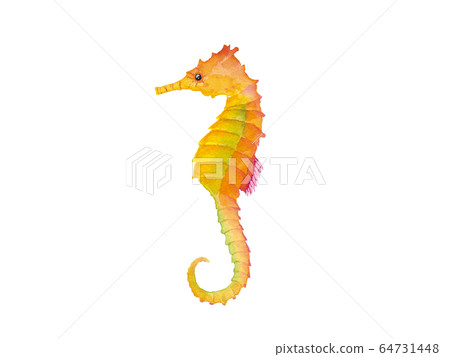 水彩插圖的海馬(痕量矢量) 水彩插圖的海馬(痕量矢量) 64731448