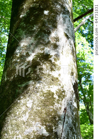 Beech in the sun Beech in the sun 64731831