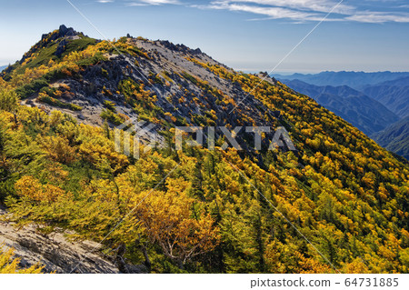 Yellow leaves of Betula birch of the Southern Alps, Phoenix Sanzan, Yakushidake 64731885
