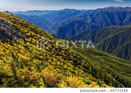Yellow leaf slopes of Betula ermanii in Mt. Phoenix, Southern Alps 64731886