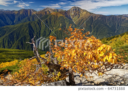 Yellow leaves of Betula birch and Mt. Shiramine in the Southern Alps Yellow leaves of Betula birch and Mt. Shiramine in the Southern Alps 64731888
