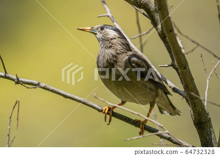 Mustard star 64732328