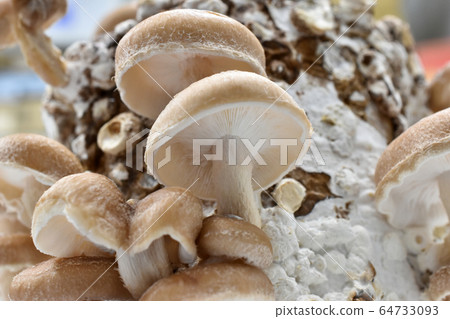 Shiitake mushroom Shiitake mushroom 64733093