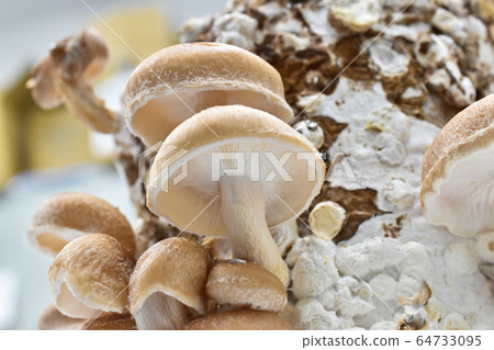 Shiitake mushroom Shiitake mushroom 64733095