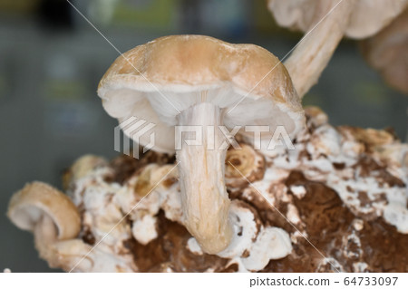 Shiitake mushroom Shiitake mushroom 64733097