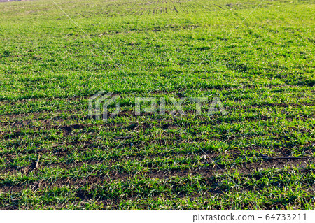Young green sprouts of wheat on a field close-up Young green sprouts of wheat on a field close-up 64733211