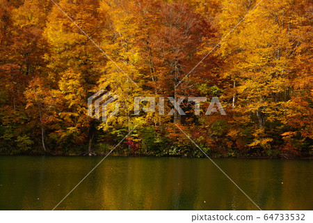 長野縣，小樽，美麗的秋葉，在日本北阿爾卑斯山的秋景 64733532