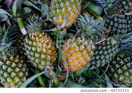 Heap of yellow pineapple at market 64733533
