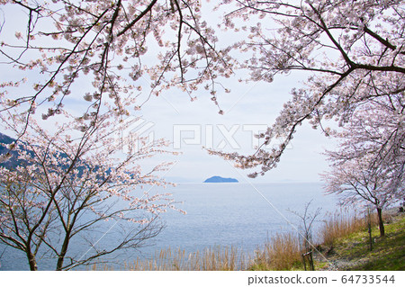 Kaizu Osaki Cherry Blossom 2020 64733544