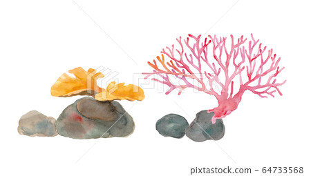 兩種類型的海珊瑚的水彩插圖（痕量矢量） 64733568