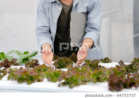Man checking quality hydroponic organic vegetable 64733737