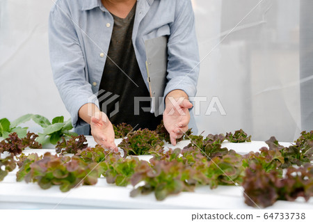 Man checking quality hydroponic organic vegetable Man checking quality hydroponic organic vegetable 64733738