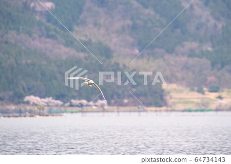 Kaizu Osaki Cherry Blossom 2020 64734143