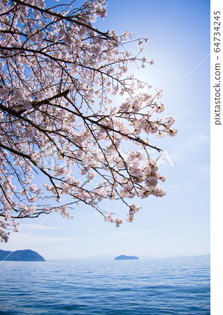 Kaizu Osaki Cherry Blossom 2020 Kaizu Osaki Cherry Blossom 2020 64734245