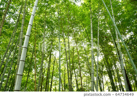 Bamboo grove Bamboo grove 64734649