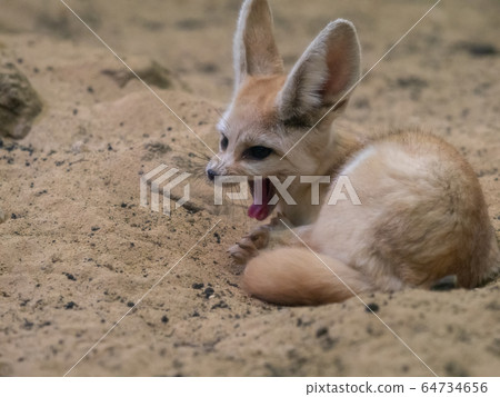 Cute Fennec large yawn Photograph permission / cooperation: Aquamarine Fukushima 64734656