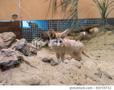 Cute Fennec photo permission / cooperation: Aquamarine Fukushima 64734732