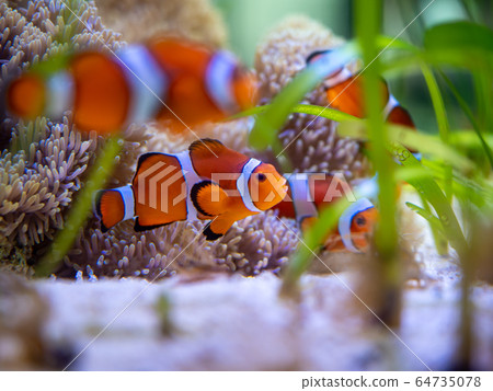 小丑魚射擊許可·合作:海藍寶石福島 小丑魚射擊許可·合作:海藍寶石福島 64735078