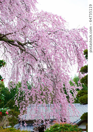 Hiyoshi Taisha附近的櫻花2020 64735119