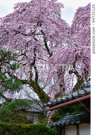 Hiyoshi Taisha附近的櫻花2020 64735120