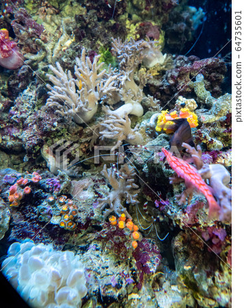 珊瑚礁海蝦拍攝許可/合作:海藍寶石福島 珊瑚礁海蝦拍攝許可/合作:海藍寶石福島 64735601