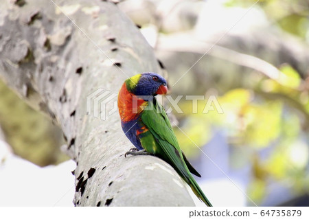 白臉鸚鵡 白臉鸚鵡 64735879