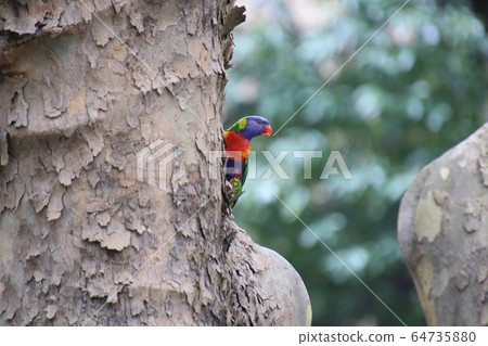 White-faced cockatoo White-faced cockatoo 64735880