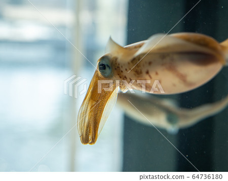 Floating squid like shooting permission · cooperation: Aquamarine Fukushima Floating squid like shooting permission · cooperation: Aquamarine Fukushima 64736180