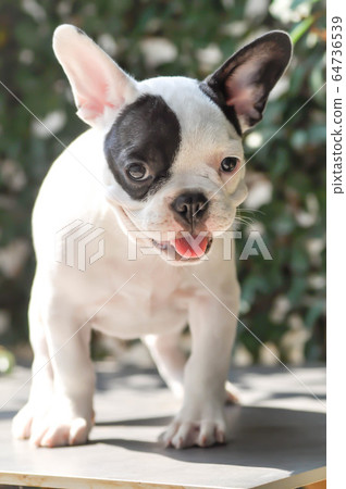 French bulldog or young dog, young french bulldog 64736539