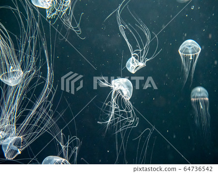 Gearman Jellyfish Photograph permission / cooperation: Aquamarine Fukushima 64736542