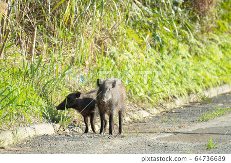 帶孩子的琉球野豬 64736689