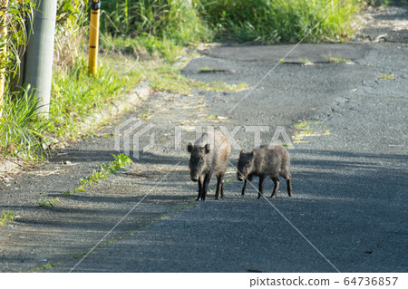 琉球野豬3 64736857