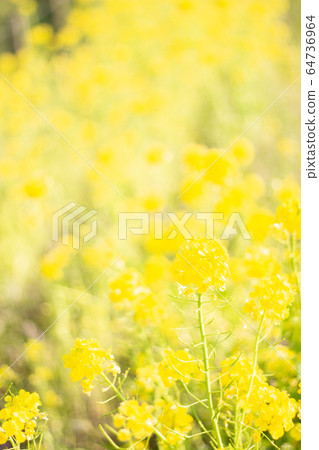 Rape blossoms Rape blossoms 64736964