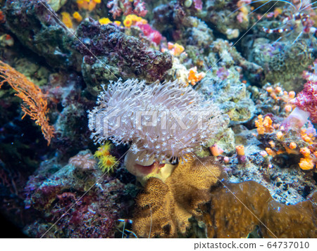 珊瑚礁海葵攝影許可/合作的海：福島海藍寶石 64737010